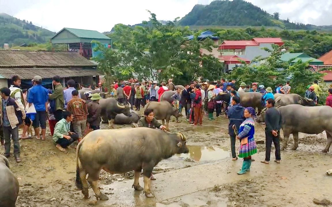 中国人到越南,实拍越南大山农村水牛市场,一头牛4000元就卖!哔哩哔哩bilibili