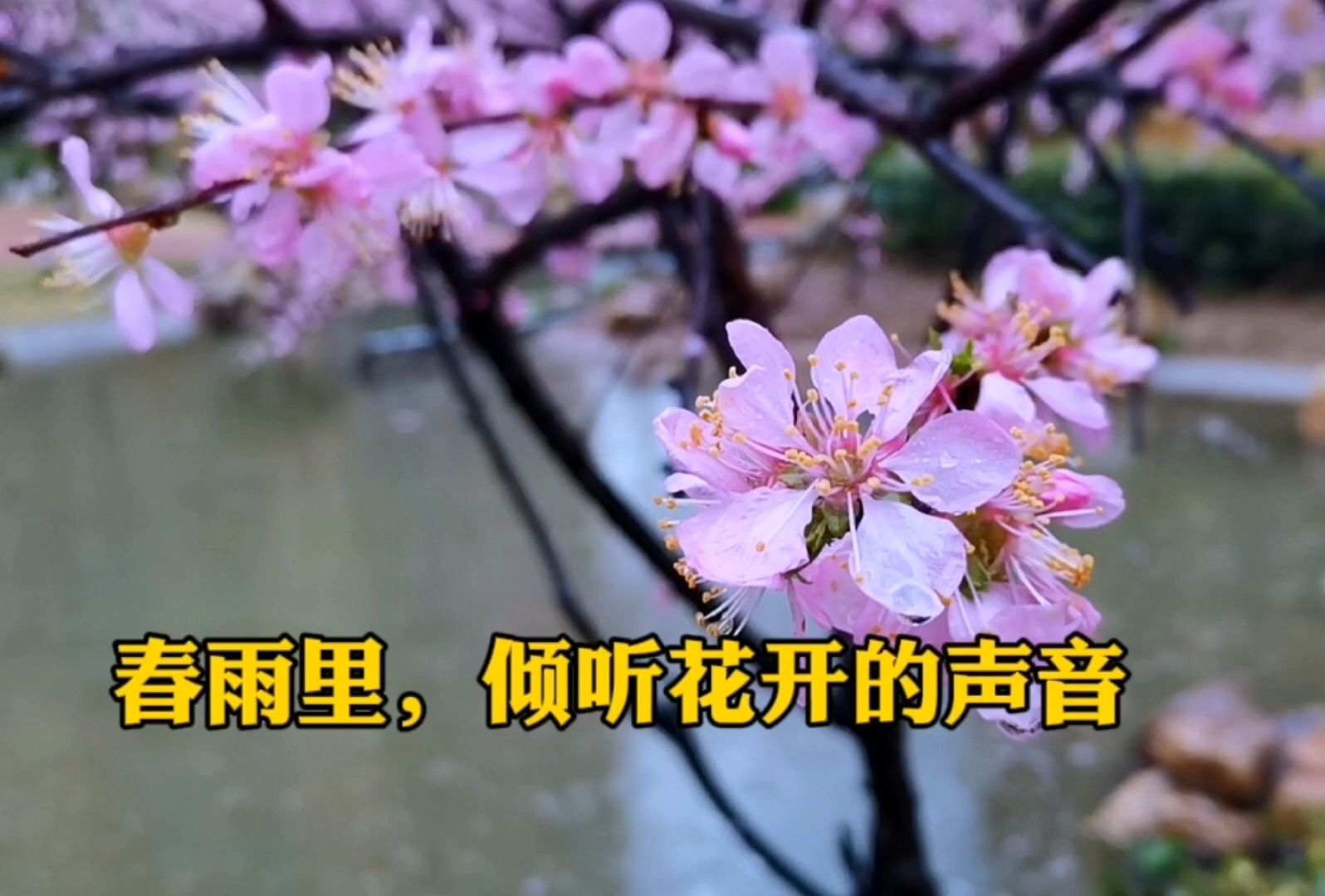 在春天的风里,春天的雨里,再次倾听花开的声音