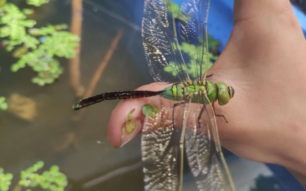 之前羽化飞走的碧伟蜻蜓又回来了,不小心又掉水里了(开心)