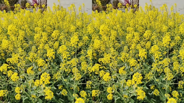 [图]油菜花都开了