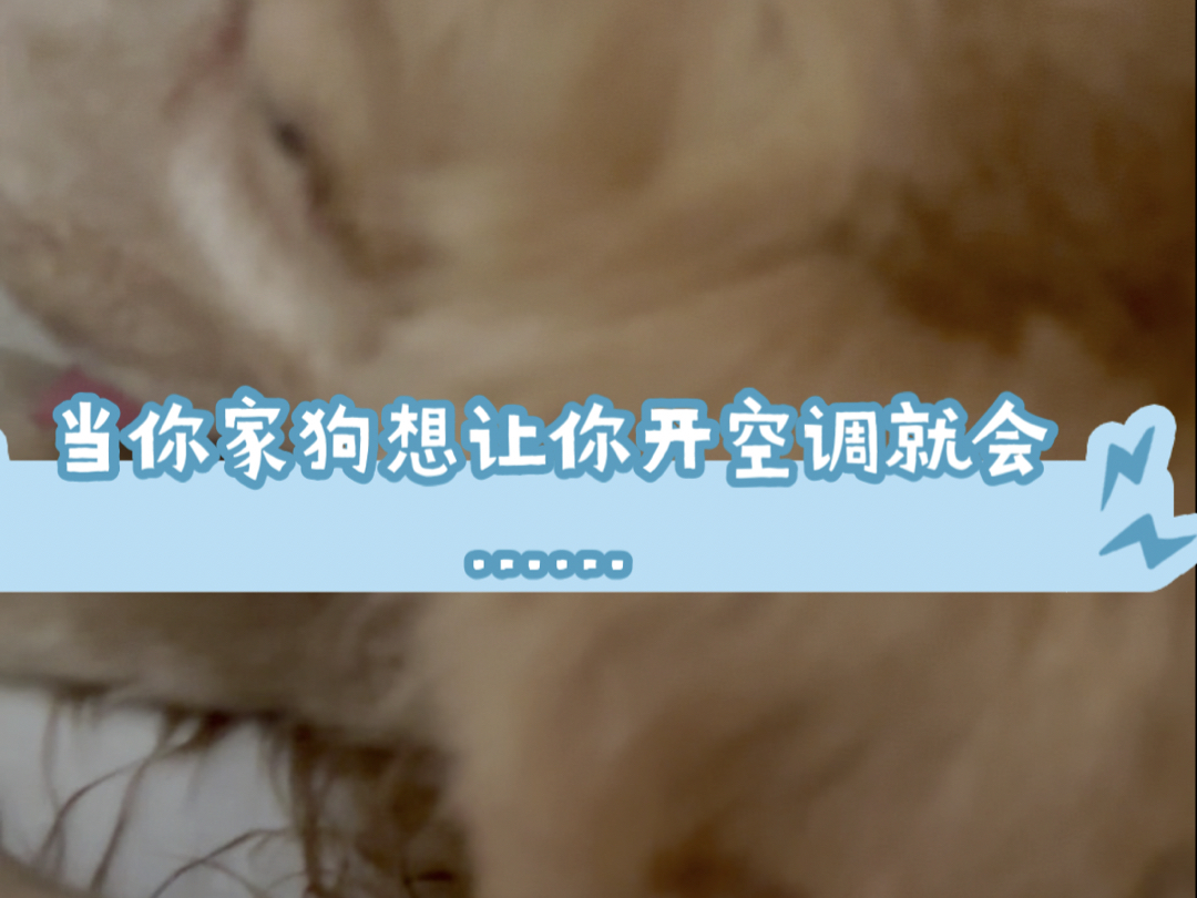 狗东西哔哩哔哩bilibili