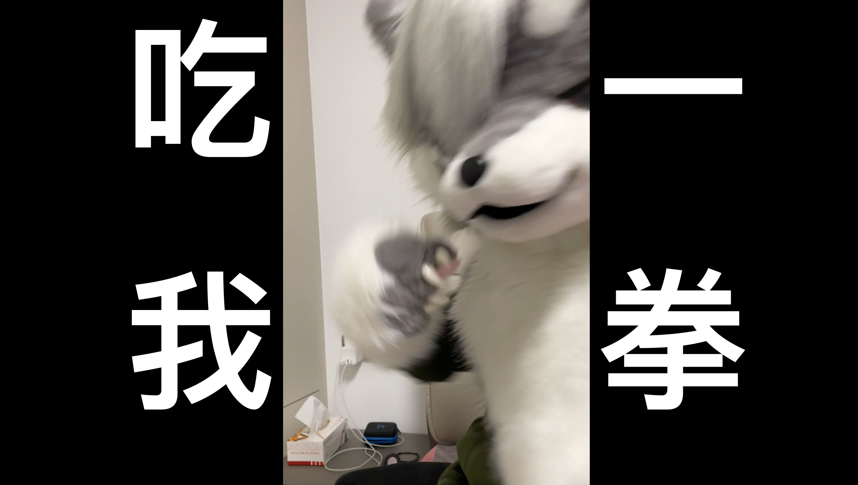 【阿皮的日常】偷看?吃我一拳啦!