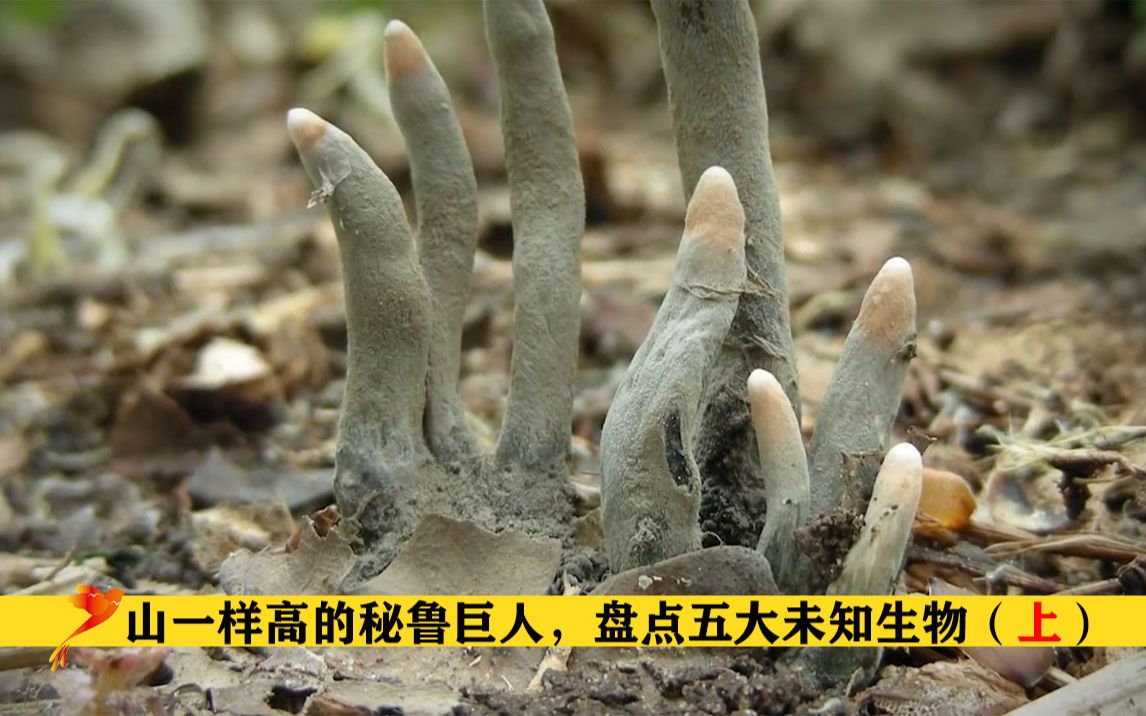 [图]相机抓拍到山一样高的秘鲁巨人？探索世界五大未知生物（上）