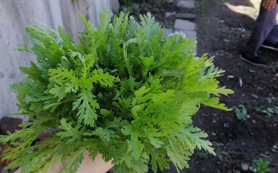 一束茼蒿花花,小小菜园