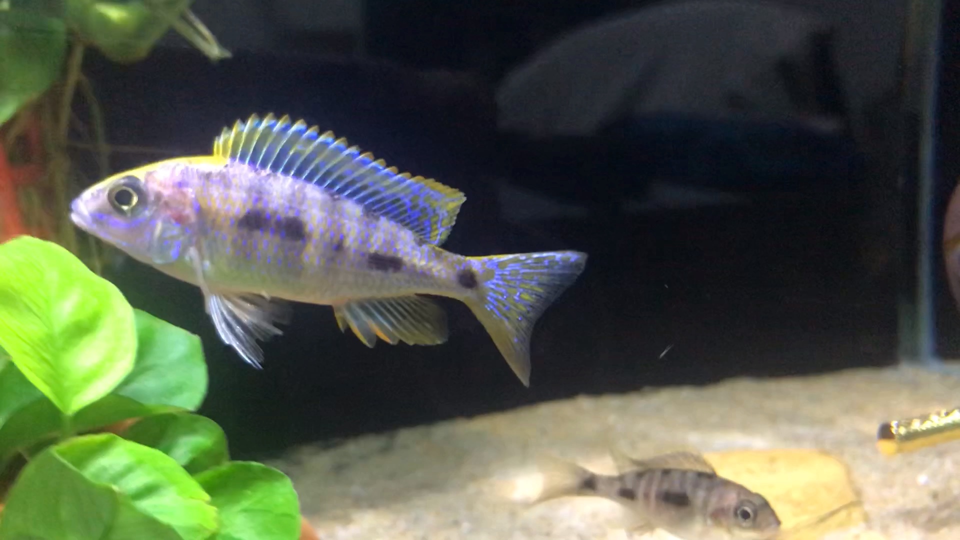 金头蓝的日常-读你千遍也不厌倦