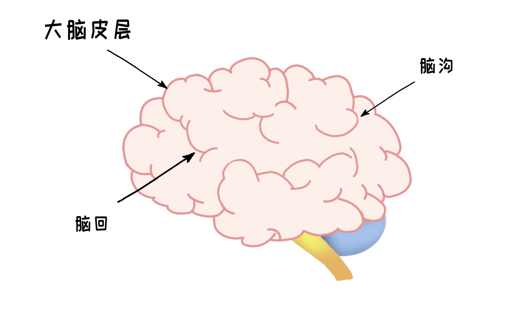 脑科学系列短视频:大脑皮层哔哩哔哩bilibili