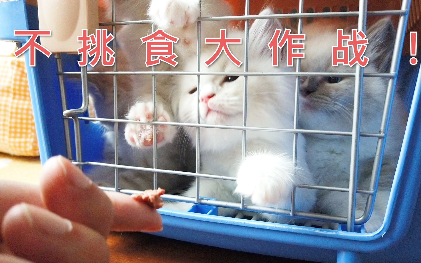 [图]【猫饭&生骨肉大型指南】猫咪挑食？没准是喂饭方式错了！超详细改正挑食指南来啦！