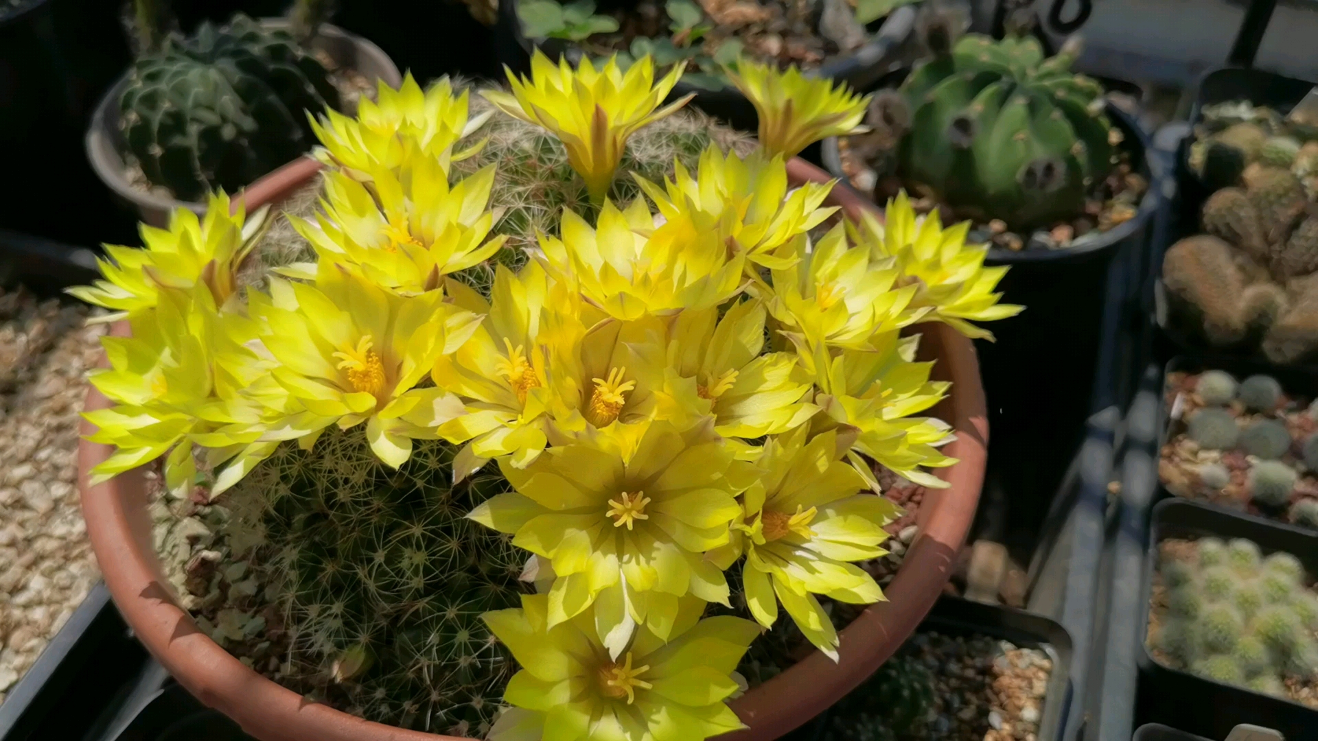 金光灿灿,最能群开的仙人球金星