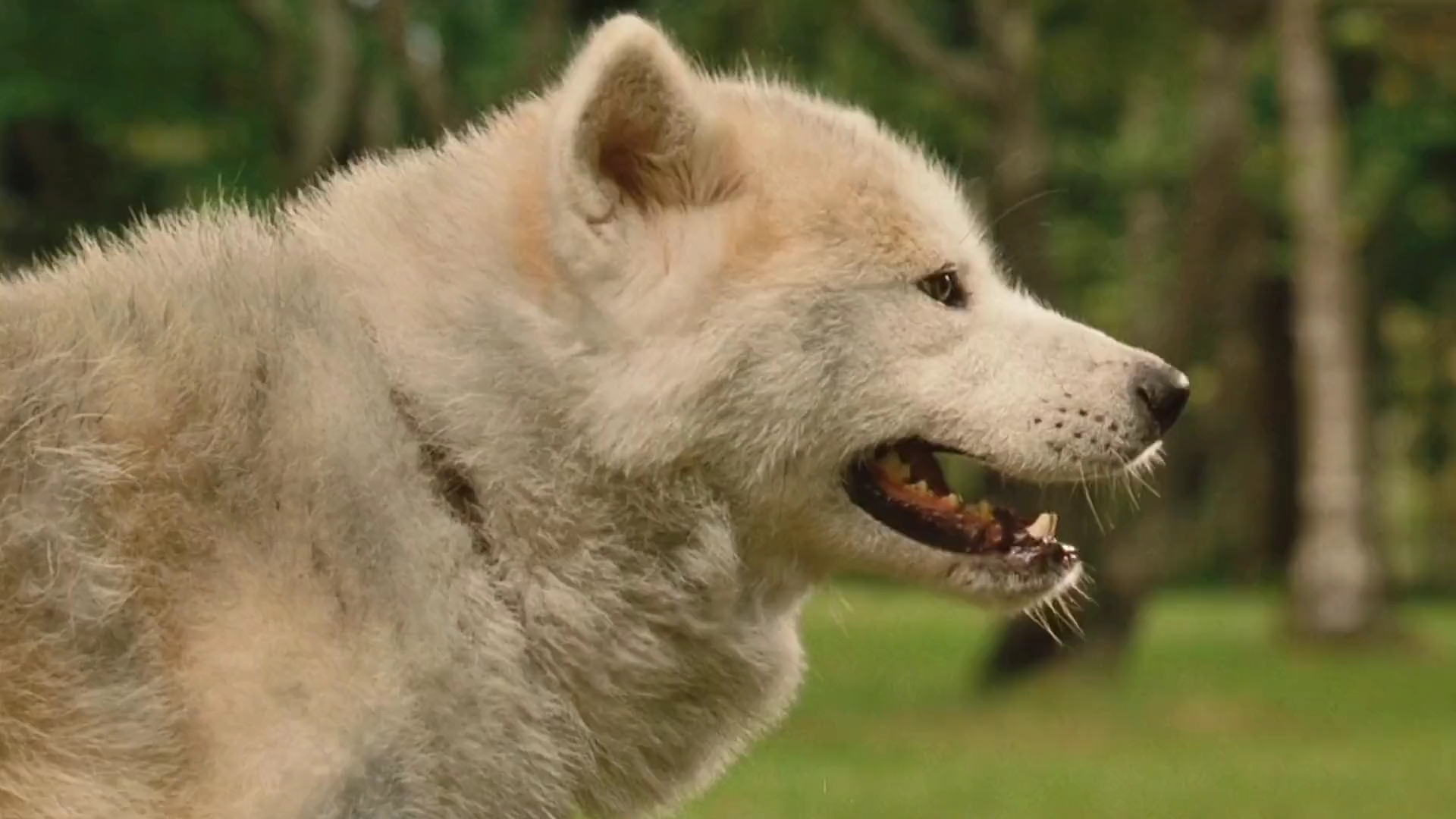 人的一生可以有无数的人,狗狗的眼里却只有你一个 #忠犬 #星守之犬