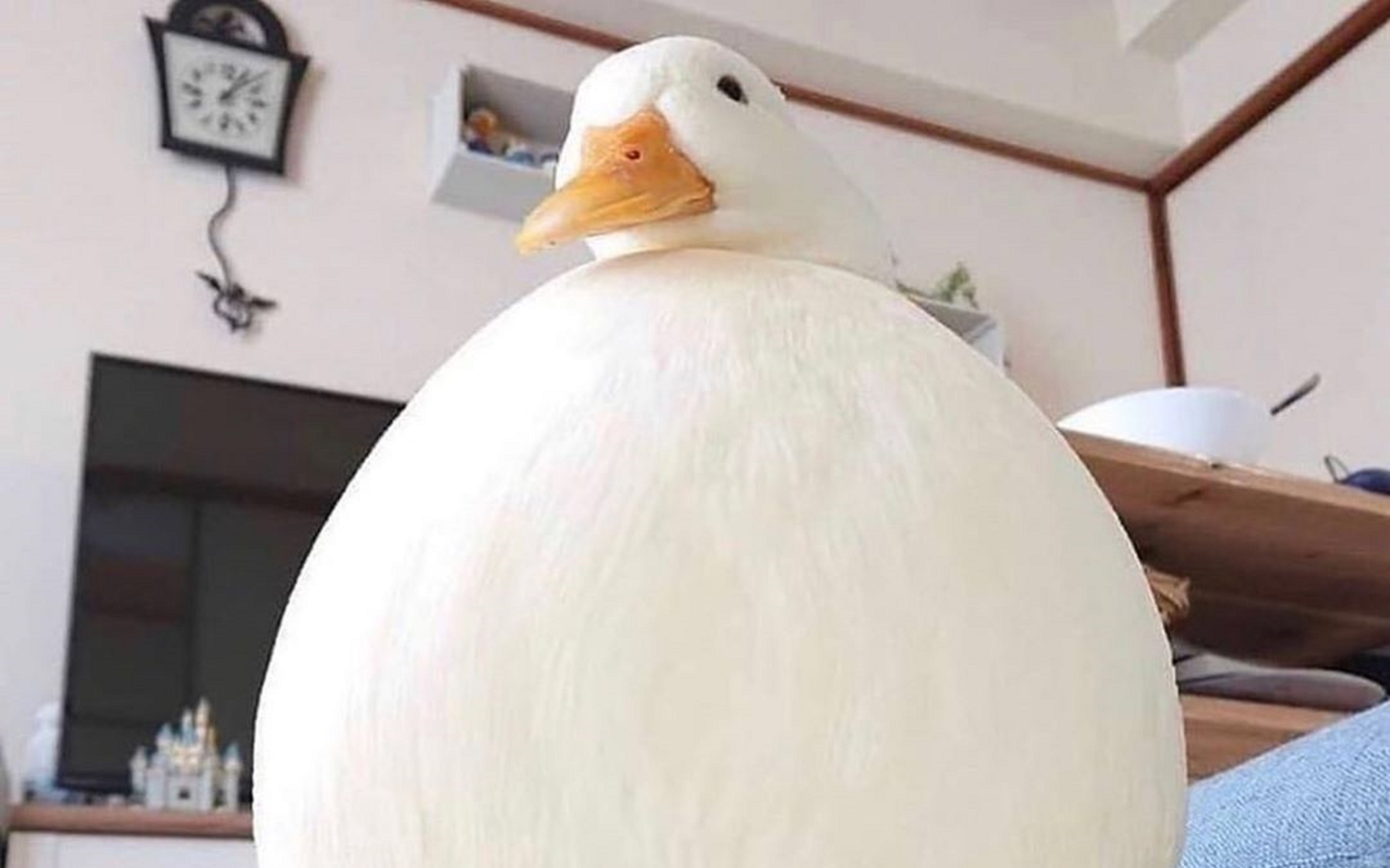 鸭鸭怎么都是这样蠢萌蠢萌的 太爱了