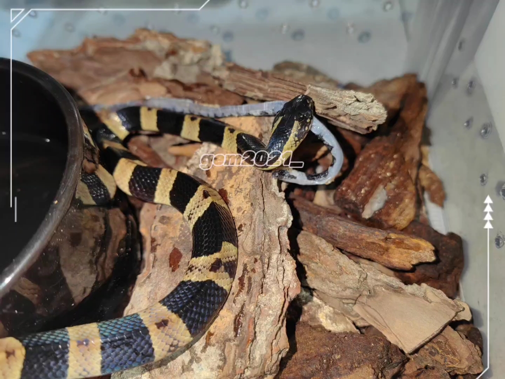 金环蛇苗吃饭照