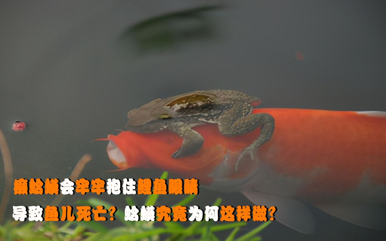 癞蛤蟆会牢牢抱住鲤鱼眼睛导致鱼儿死亡蛤蟆究竟为何这样做