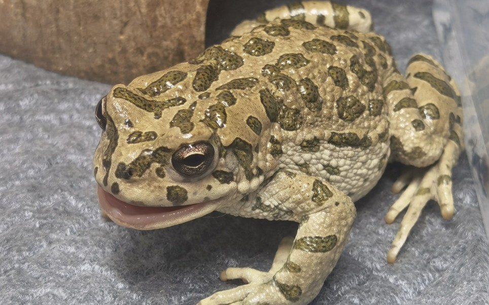 【塔里木蟾蜍】喂食