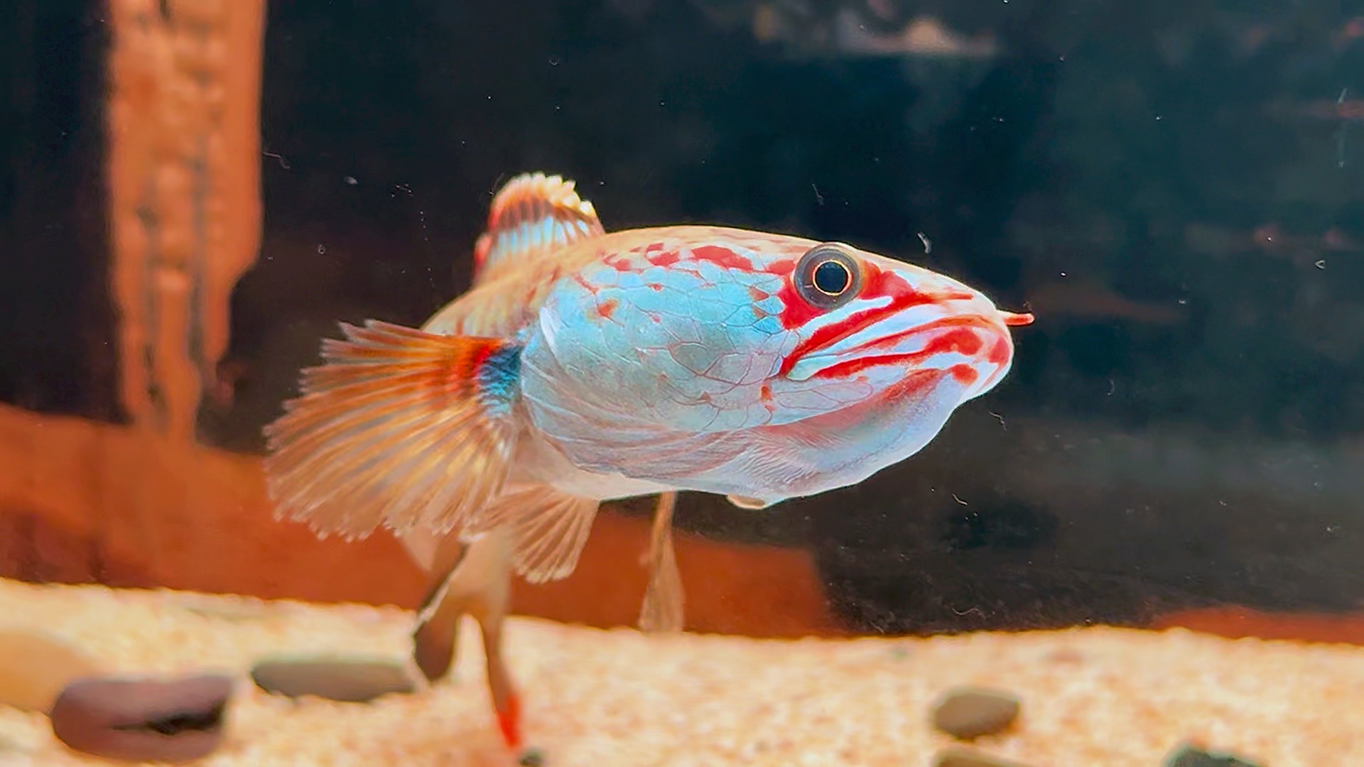 血斑雷龙,48起双包.选鱼看主页 #雷龙鱼 #血斑一型雷龙