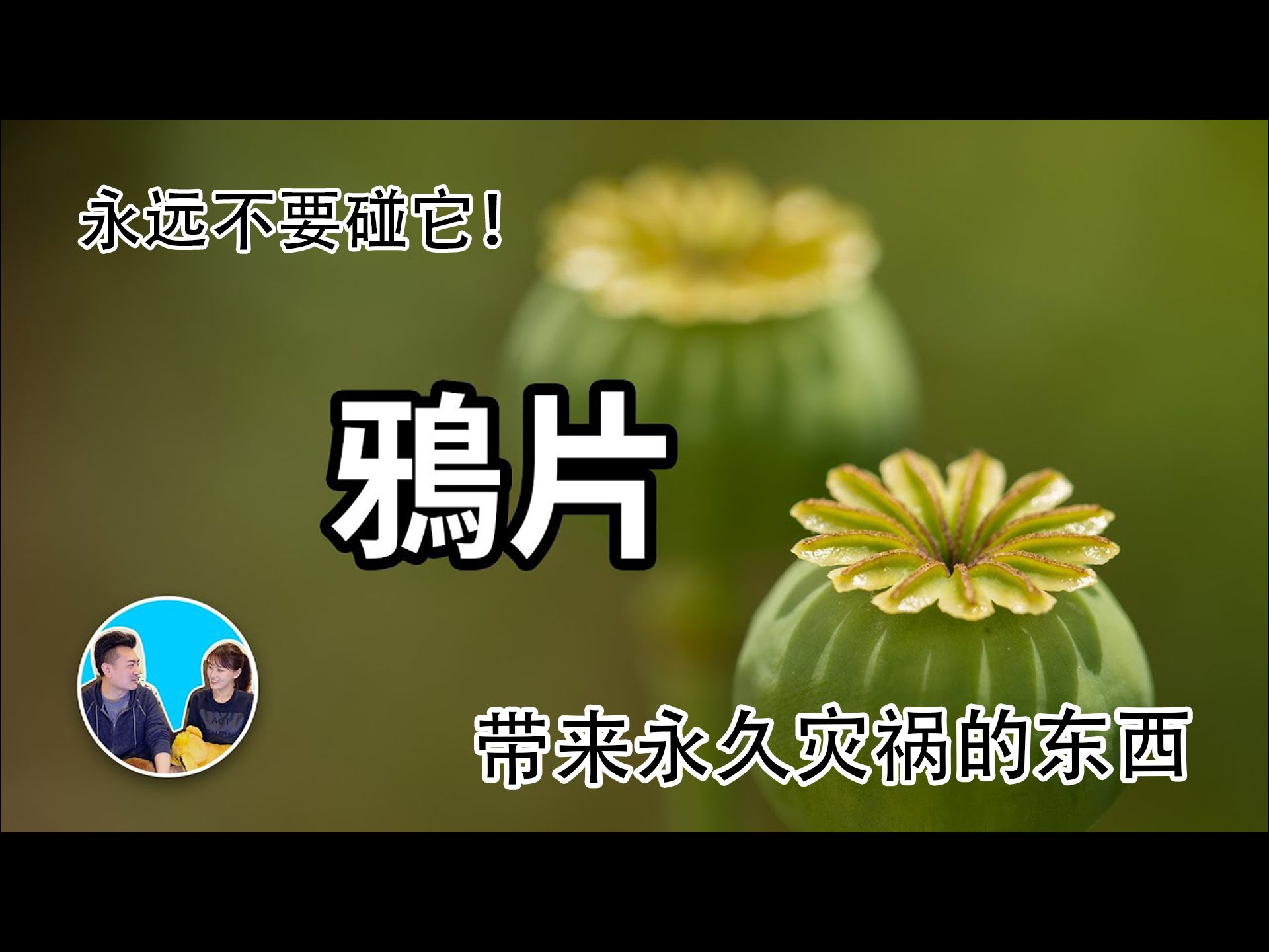 208  【2021年11月3日】千万不要碰,带来短暂幸福和永恒灾难的植物哔哩哔哩bilibili