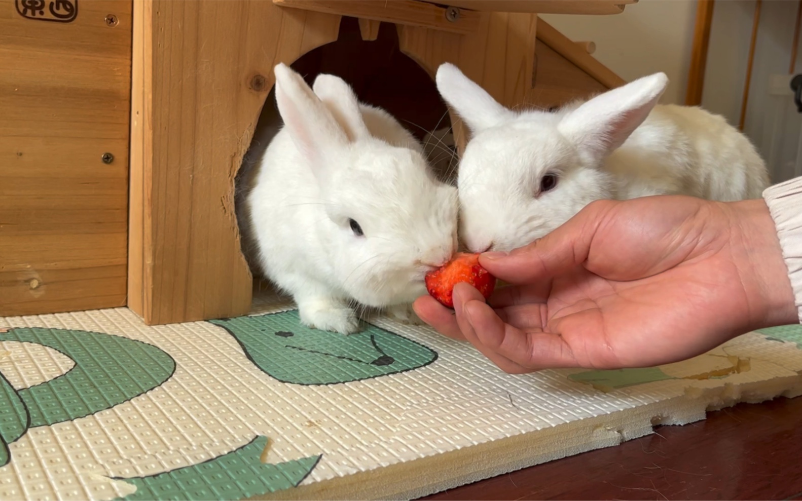 小兔子有草莓吃啦_哔哩哔哩_bilibili