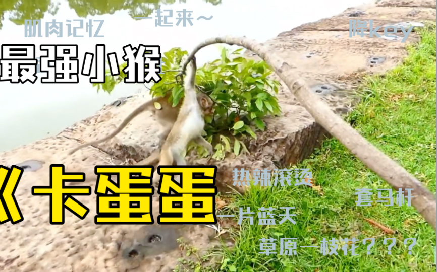 母猴面前耍帅的小猴子,冲动之下卡到蛋蛋