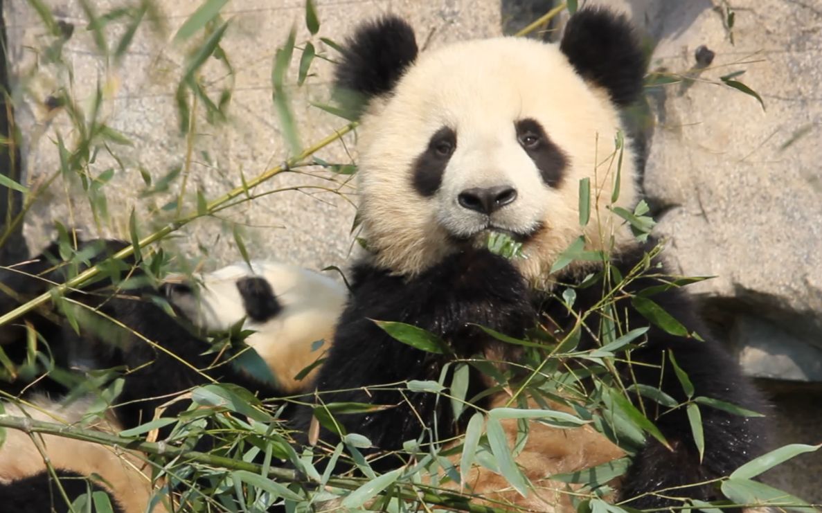 【大熊猫雪宝】雪宝宝大头正脸吃播,萌shi了_哔哩哔哩_bilibili