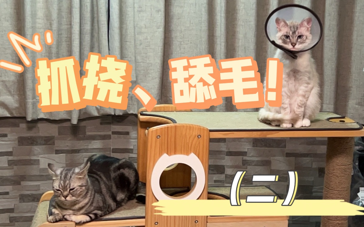 猫异位性皮炎(二)哔哩哔哩bilibili