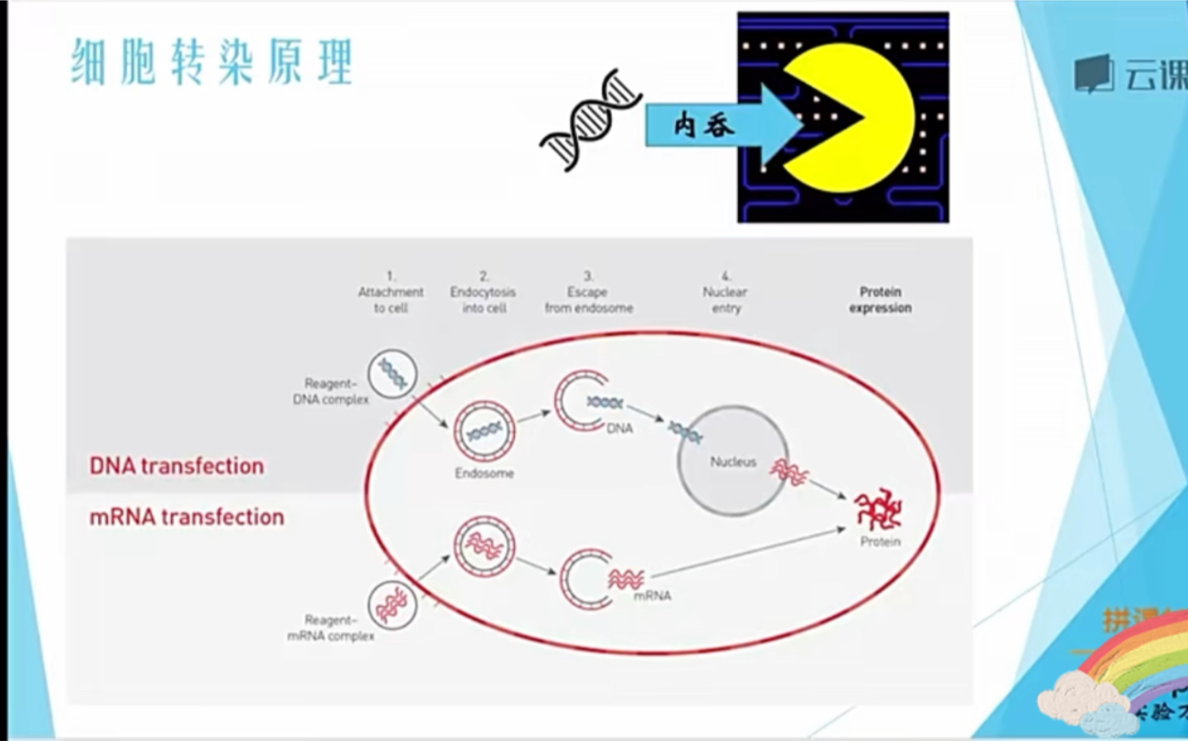 [图]实验万事屋——分子生物学中级：细胞转染