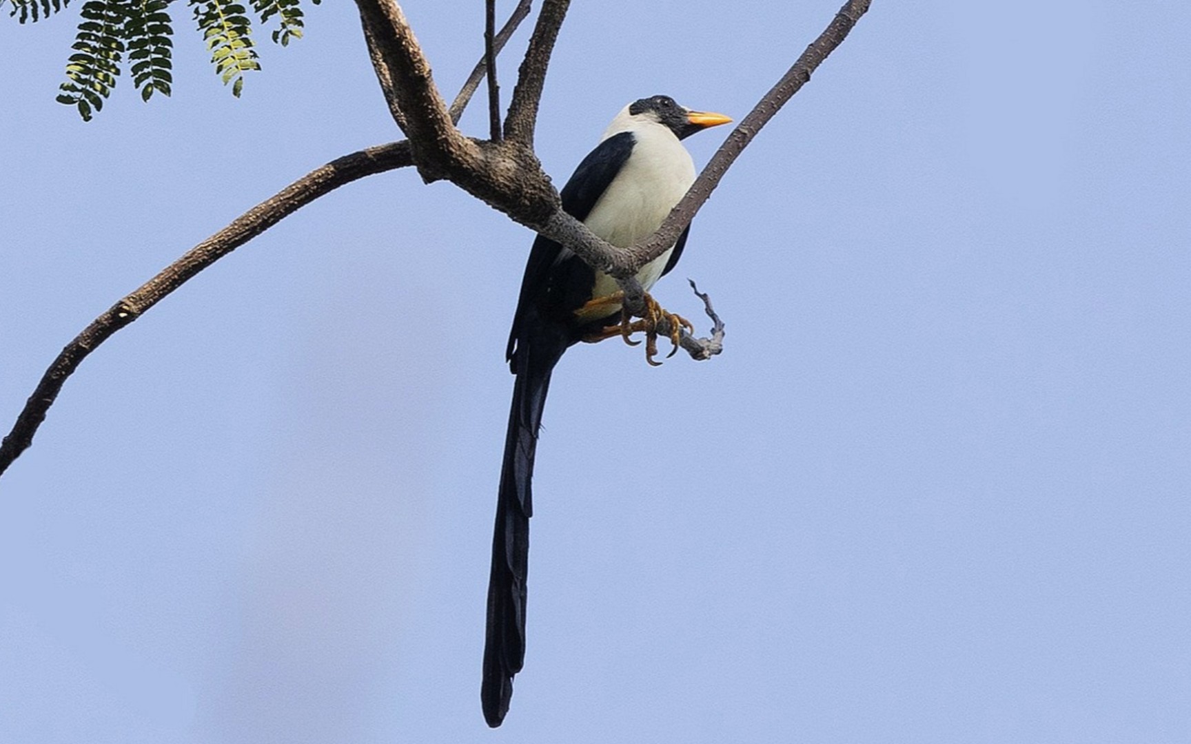 [罕见鸟类] 裸眼鹊椋鸟streptocitta albertinae