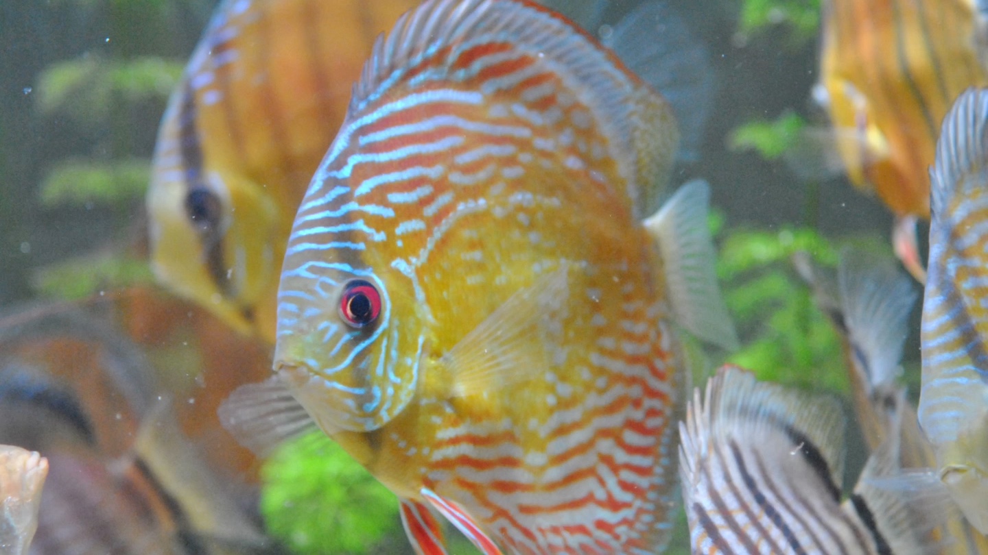 野彩随手拍,野生七彩神仙鱼