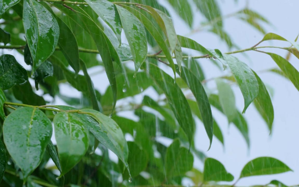 【深度睡眠首选】大自然打雷下雨的声音哔哩哔哩bilibili