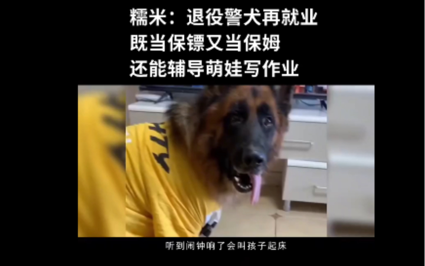 糯米:退役警犬再就业,既当保镖又当保姆,还能辅导萌娃写作业哔哩哔哩bilibili