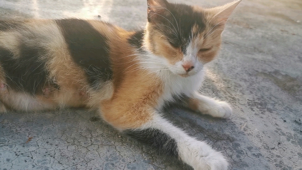 三花猫,好养多了