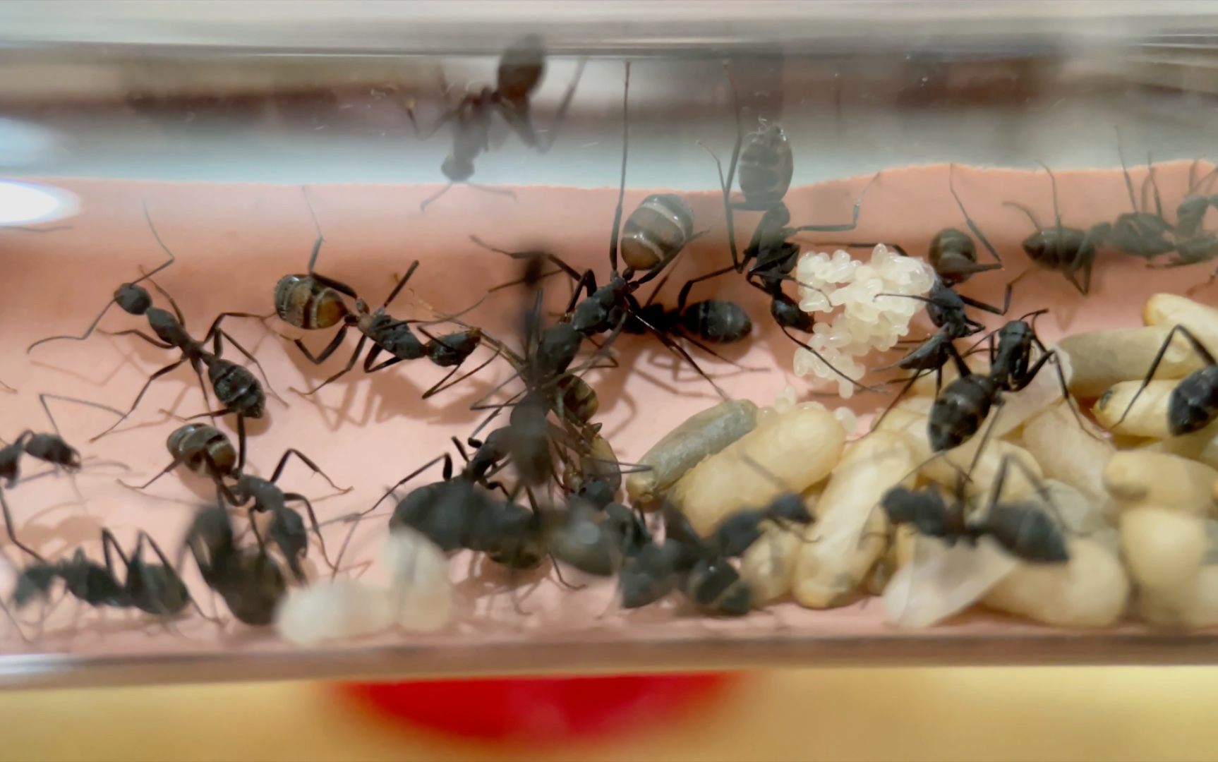 血斑弓背蚁第三集