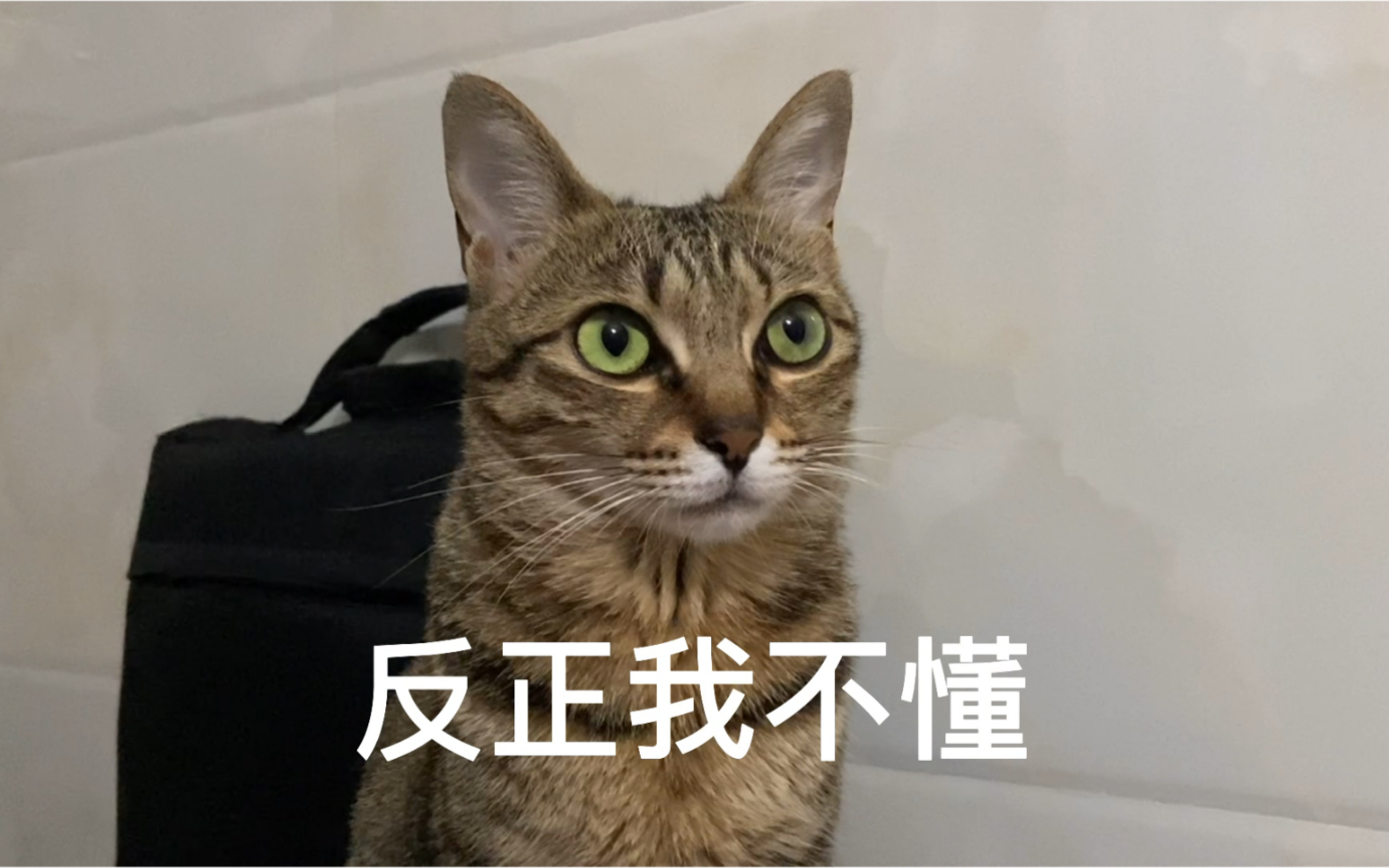 成年猫不懂小猫们的世界哔哩哔哩bilibili