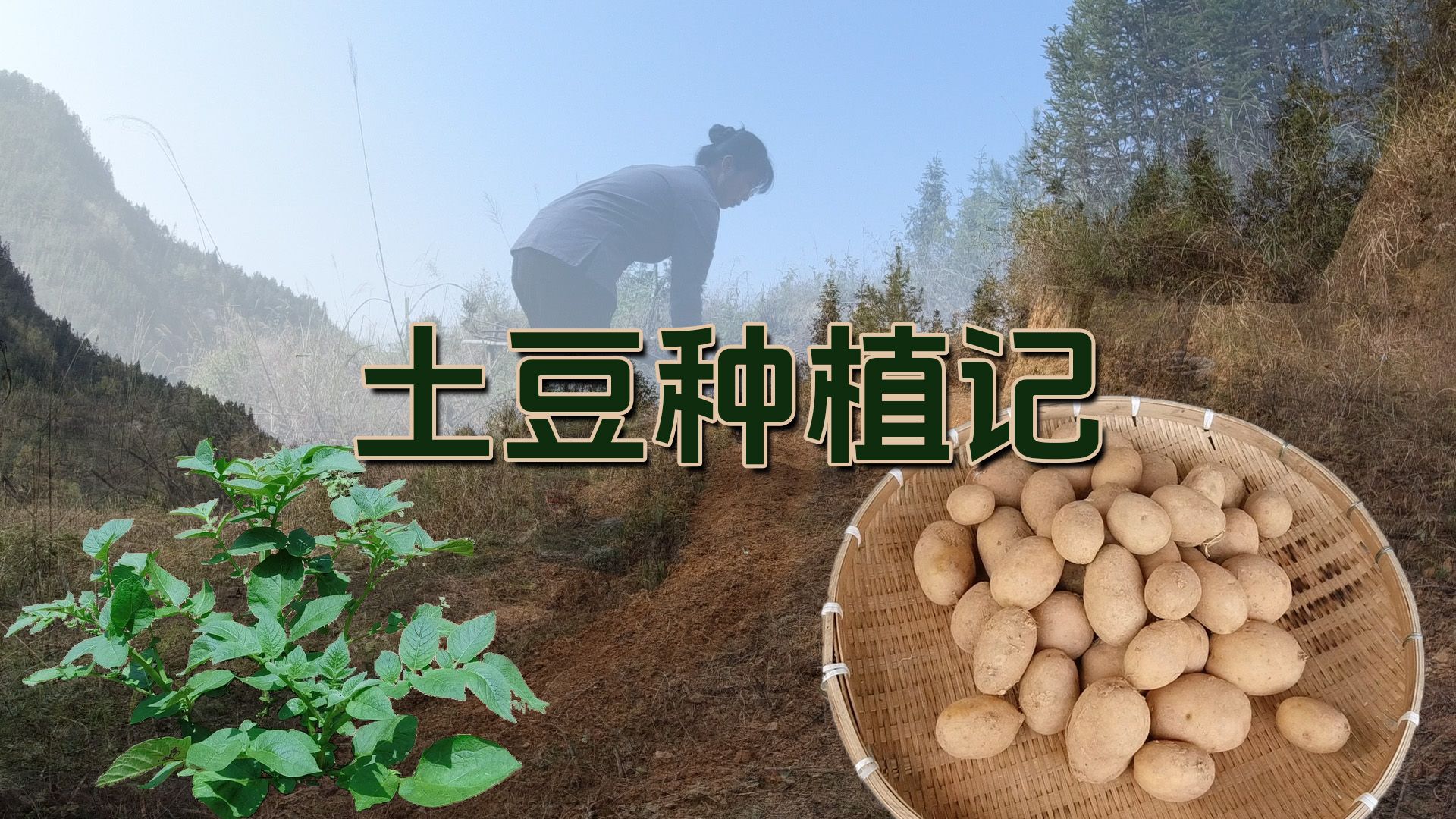 种植记——土豆从选种种植到上餐桌全过程哔哩哔哩bilibili