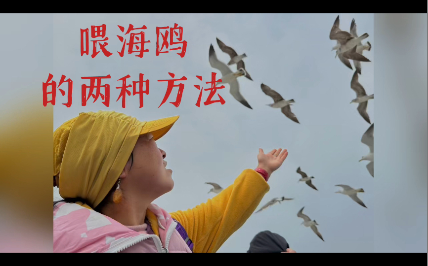 Two Ways to Feed the Seagulls 投喂海鸥的两种方法哔哩哔哩bilibili