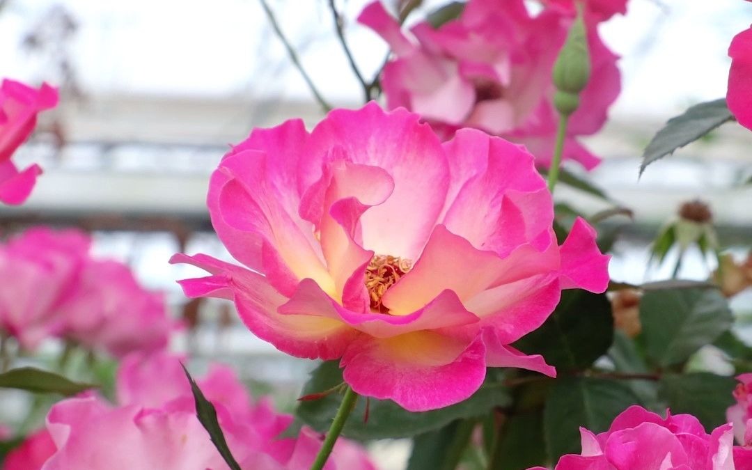 [图]花开如芙蓉，双色变色太梦幻