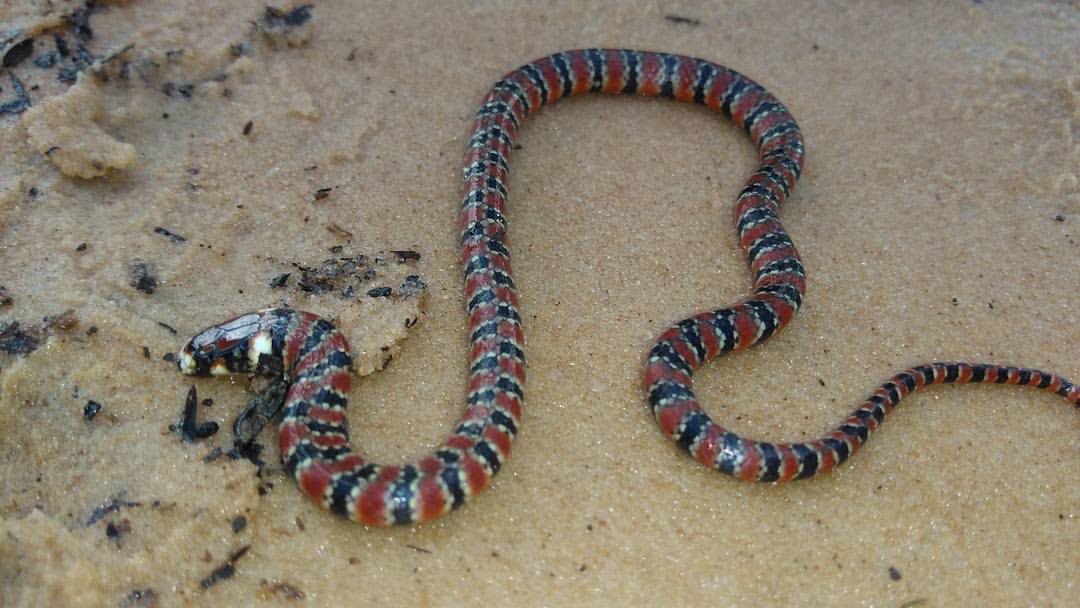 马氏睛水蛇 hydrops martii