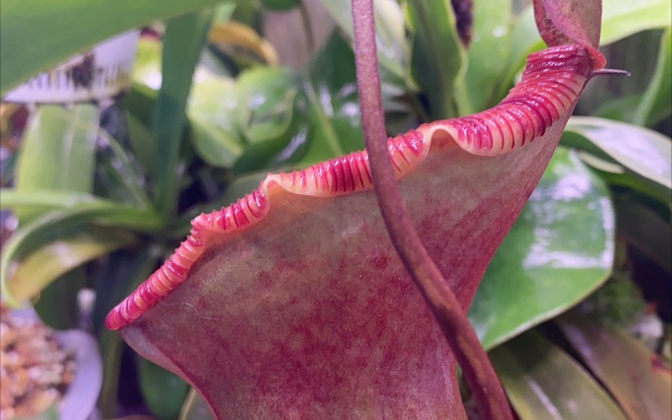 上位黑精灵猪笼草