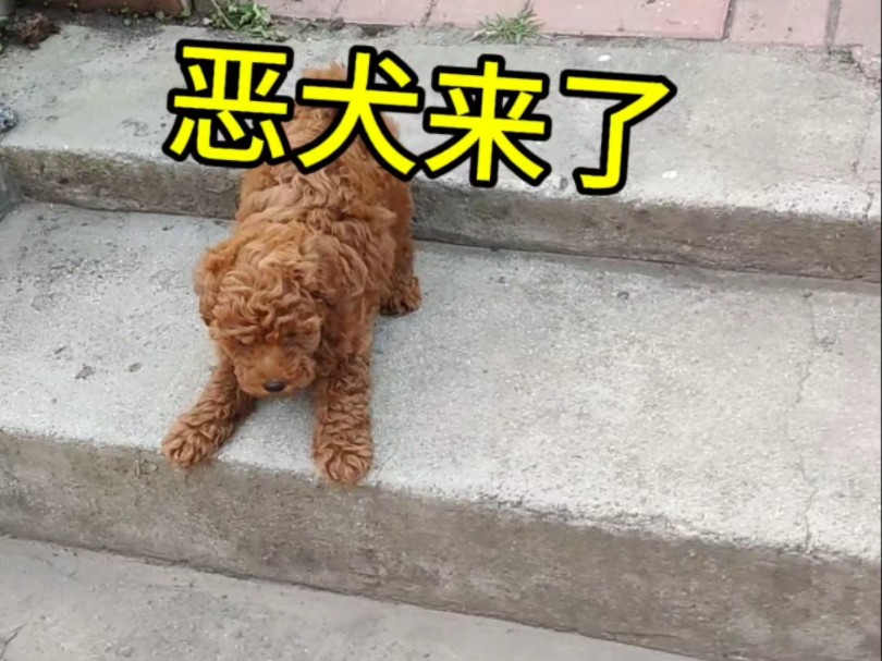 可爱的"小恶犬".