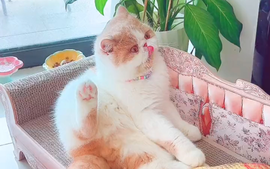 【jojo加菲猫】我那又呆又萌的诺总