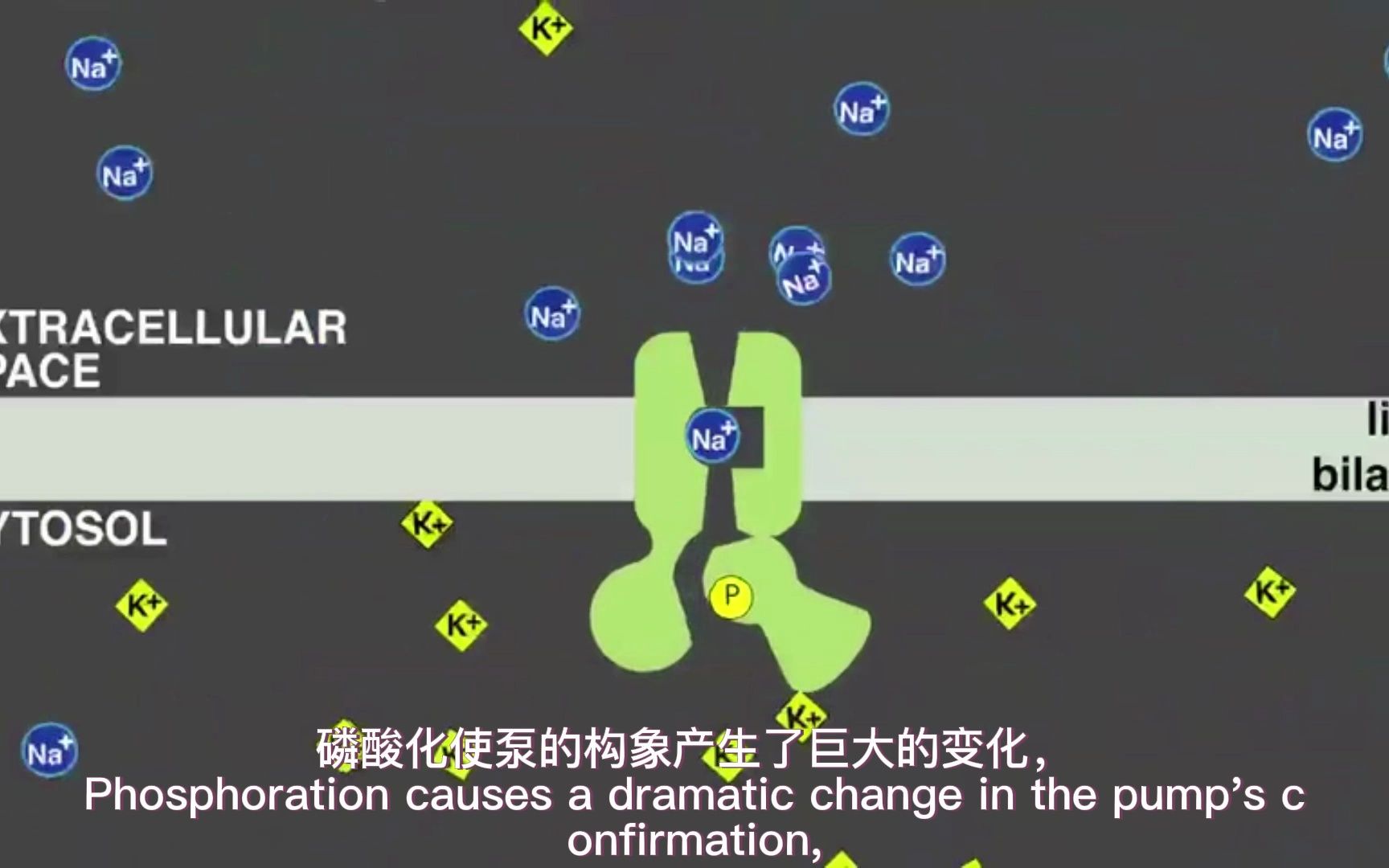 钠钾泵的转运过程-细胞生物学动画【中英字幕】