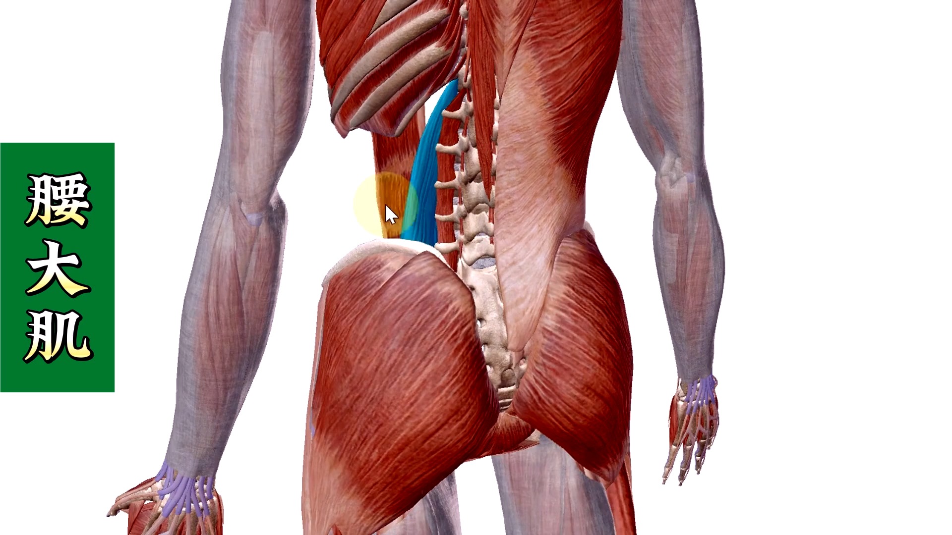 【腰大肌】3d解剖——仰腰痛,下肢凉,麻!