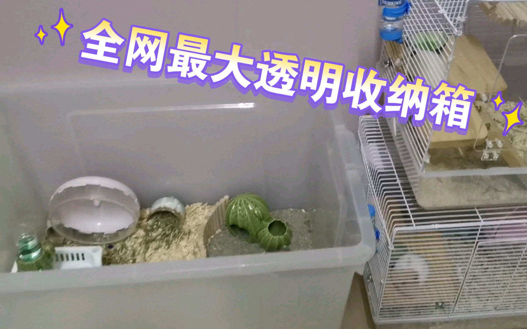 仓鼠笼推荐:入手全网最大透明收纳箱【仓鼠周记38】哔哩哔哩bilibili