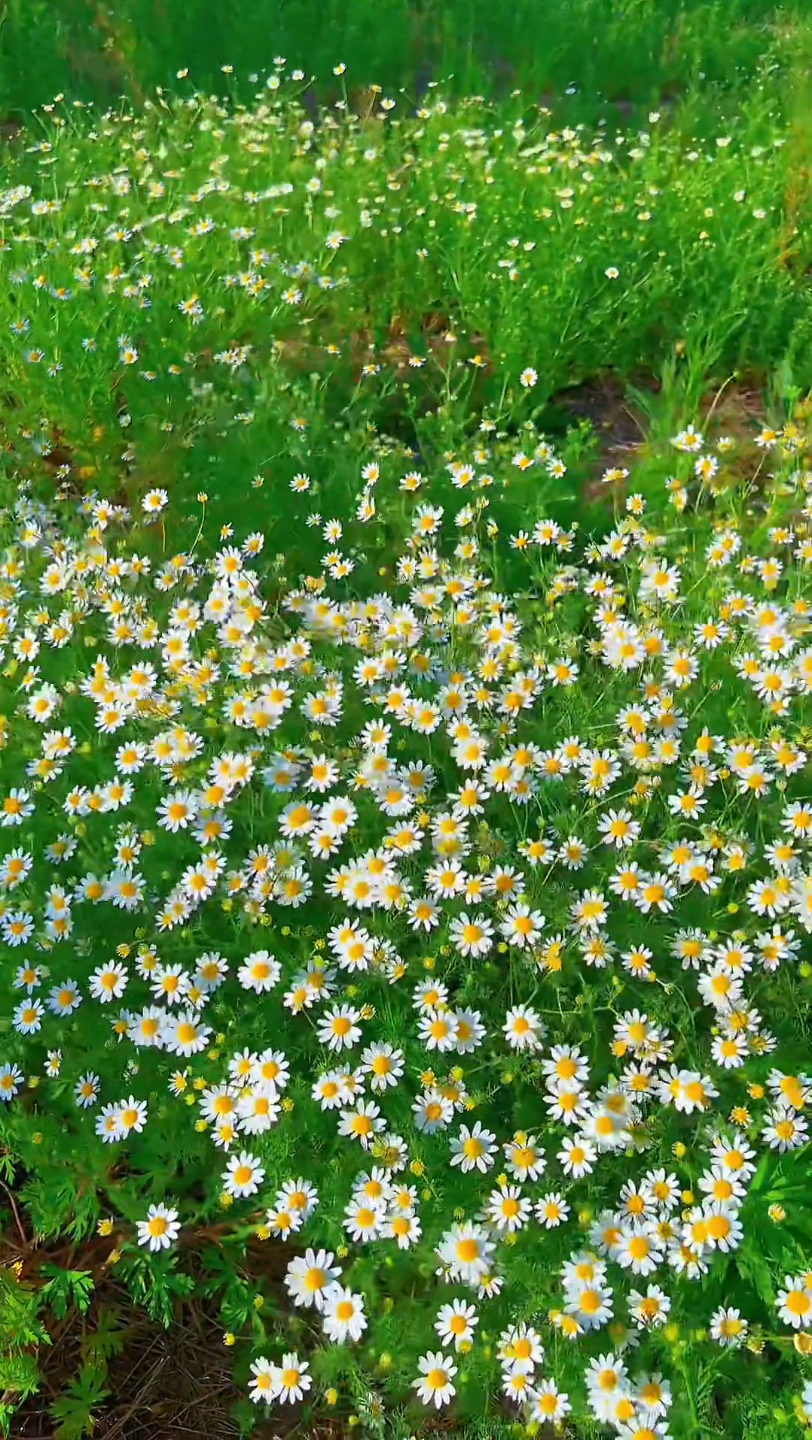 只有喜欢花草的人才会懂它们带来的快乐!你问我拍摄的意义是什么?
