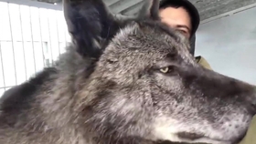 北美灰狼 地球上现存体型最大的狼 北美灰狼 哔哩哔哩 つロ干杯 Bilibili