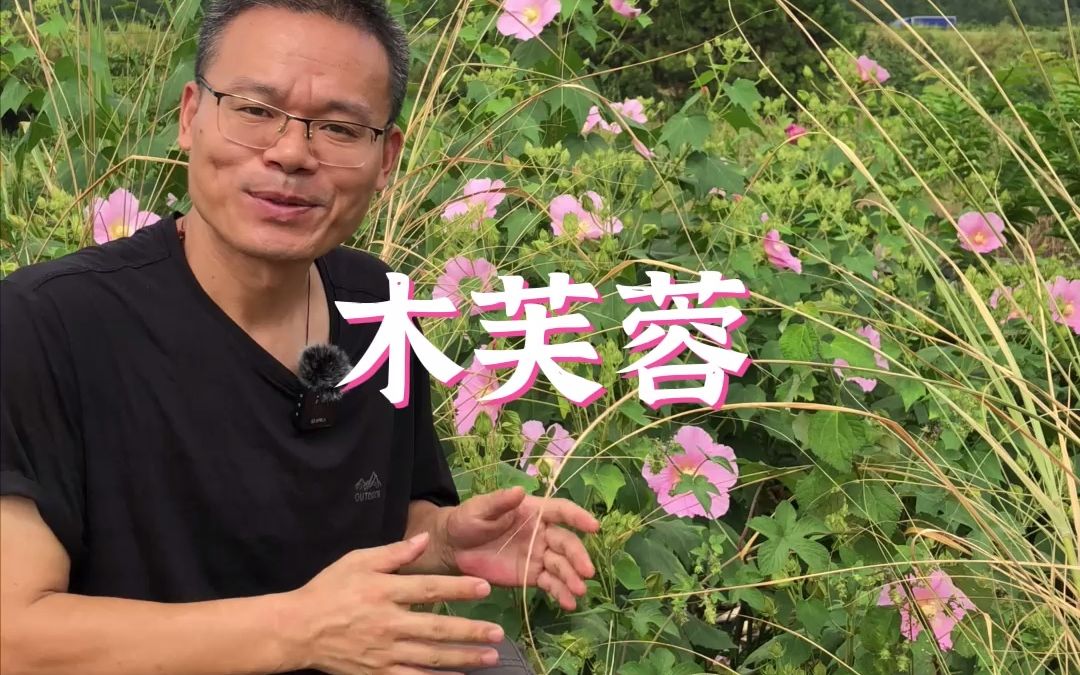 [图]木芙蓉开花了，非常漂亮！