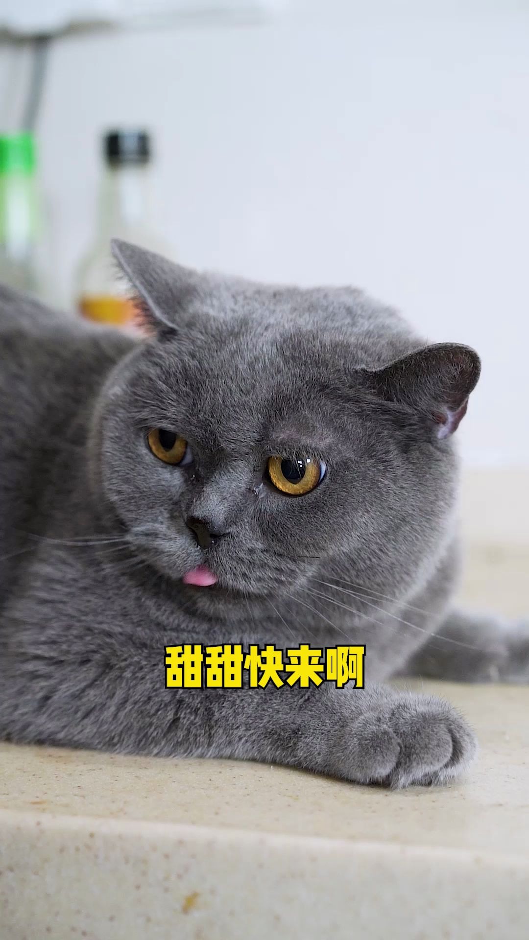 小歪邀功不成反背锅豹豹是不是太幸运啦