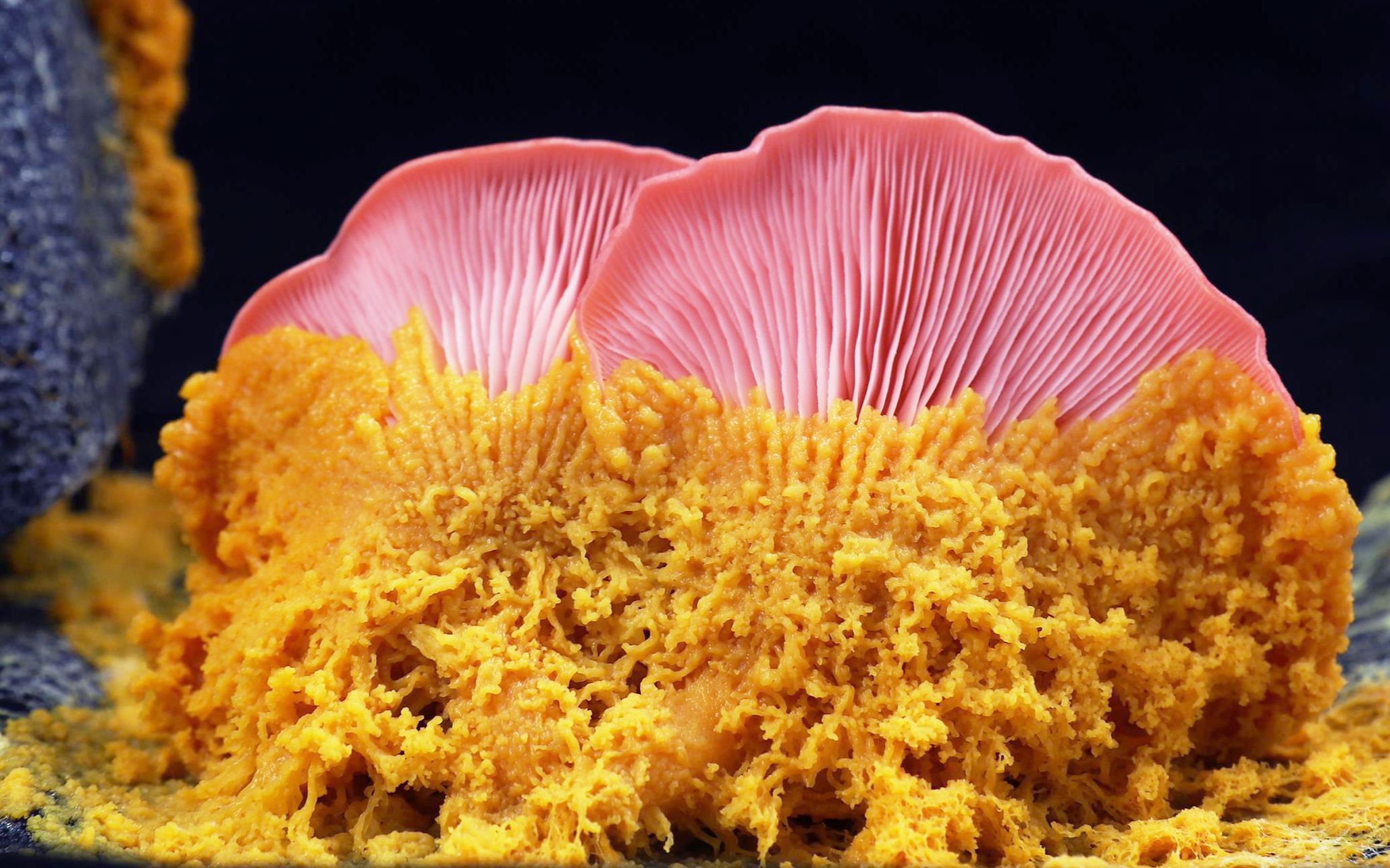 黏菌新食谱:桃红侧耳