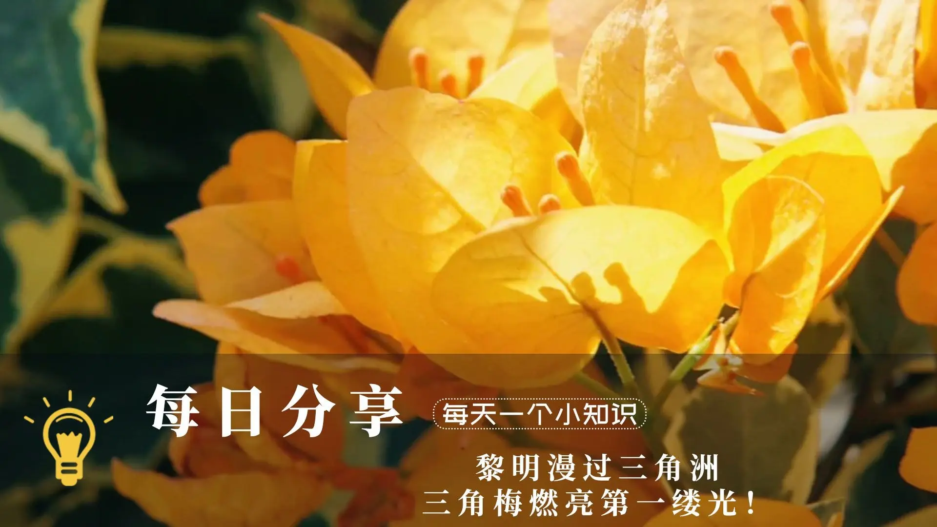 黎明漫过三角洲,三角梅燃亮第一缕光!_哔哩哔哩_bilibili