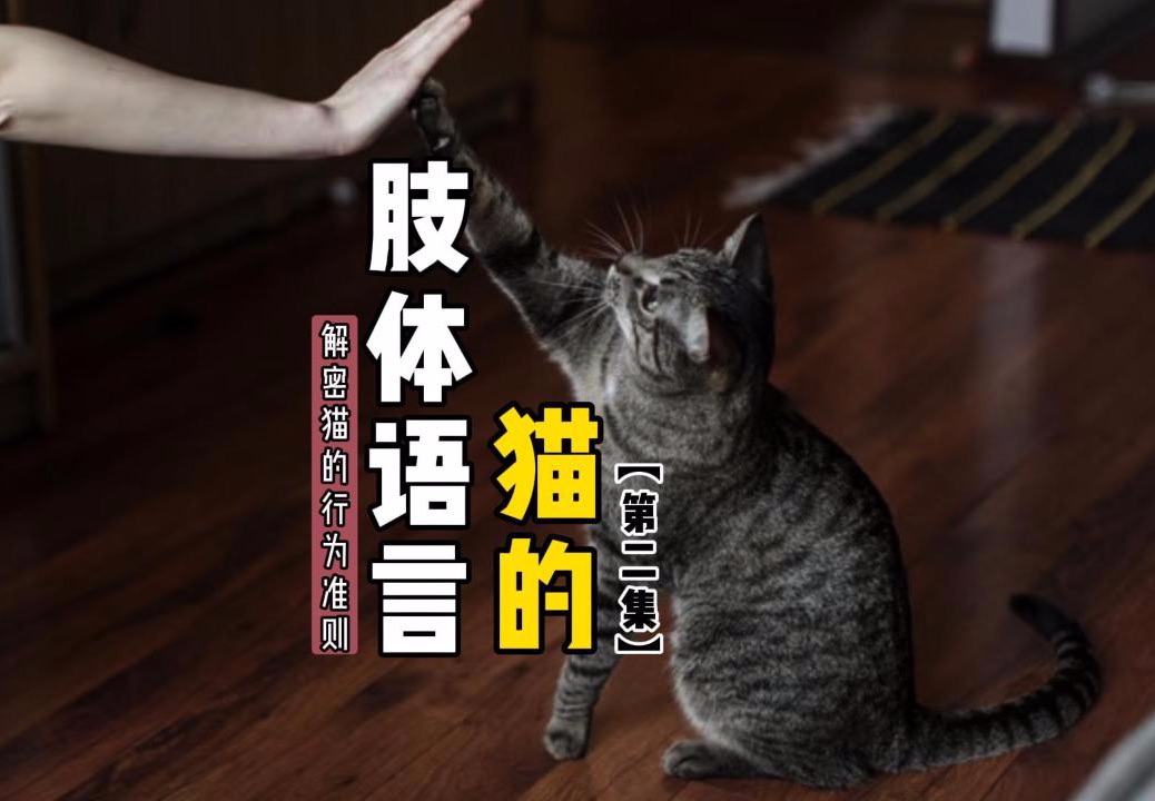 【猫咪使用说明书】02集 | 解读猫的肢体语言哔哩哔哩bilibili