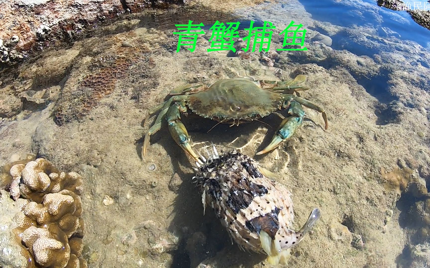 阿平赶海抓获了一只正在捕食的青蟹之后还抓了石斑鱼和八爪鱼