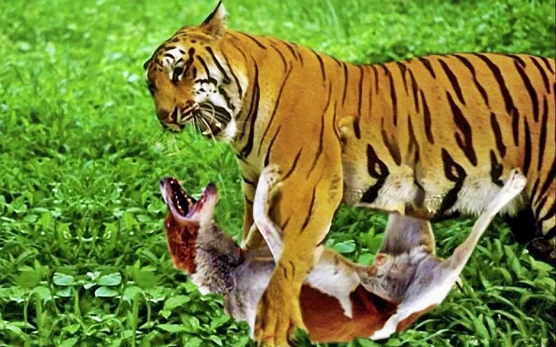 老虎咬死比特犬图片